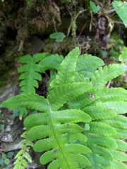 Leptogramma tottoides