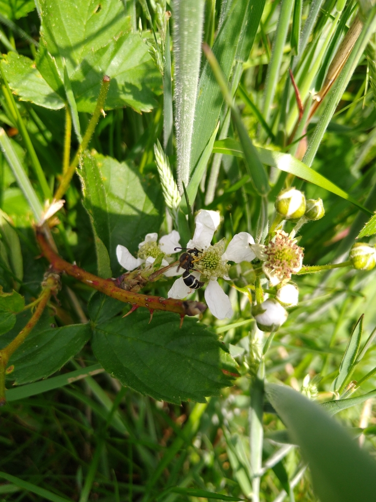 Fen Mason-wasp
