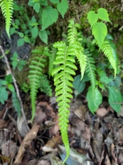 Leptogramma tottoides