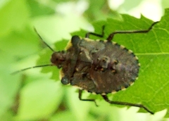 Pentatoma rufipes