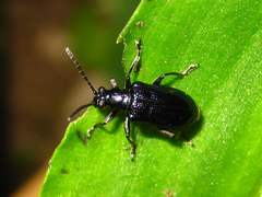 Lema concinnipennis