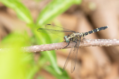 Orthetrum julia