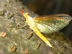 Ephemeroptera