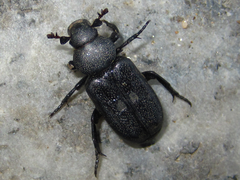 Clinterocera scabrosa