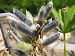 Lupinus