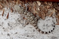 Tarentola mauritanica