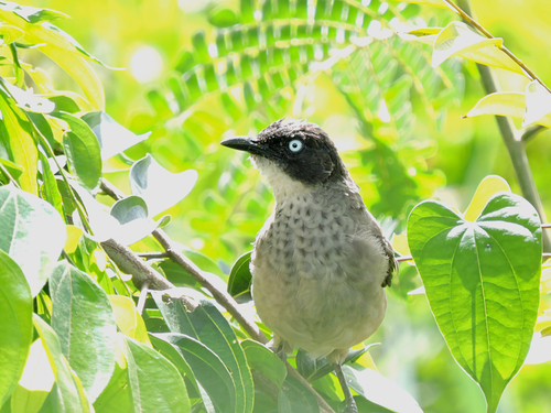 Blackcap Babbler