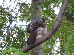 Turdoides leucopygia