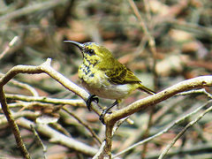Anabathmis reichenbachii