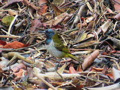 Anabathmis reichenbachii