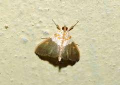 Agrotera