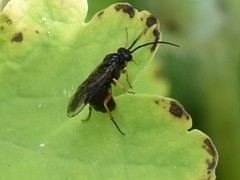 Cladius pectinicornis