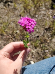 Atocion armeria