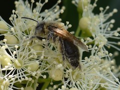 Andrena nitida