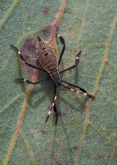 Gelonus tasmanicus