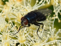 Protocalliphora azurea