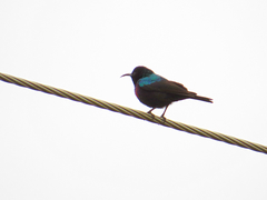 Cinnyris mariquensis