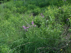 Hesperis pycnotricha