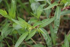 Persicaria angustifolia