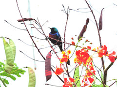 Cinnyris erythrocercus