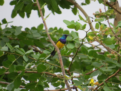 Variable Sunbird