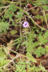 Erodium stephanianum