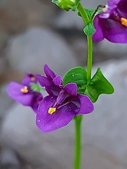 Diascia parviflora