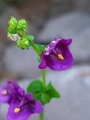 Diascia parviflora