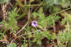 Erodium stephanianum