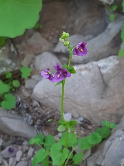 Diascia parviflora