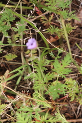 Erodium stephanianum