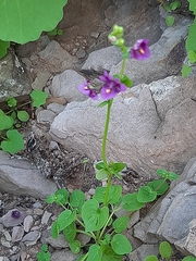 Diascia parviflora
