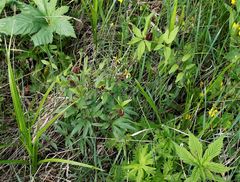 Clematis fusca