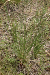Stipa krylovii