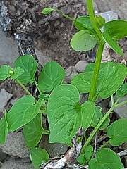 Diascia parviflora