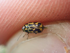 Pachybrachis hieroglyphicus