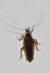 Ectobius lucidus