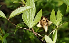 Clematis fusca