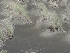 Anthus novaeseelandiae