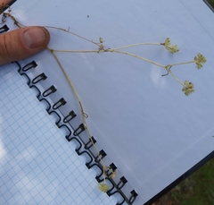 Valerianella carinata