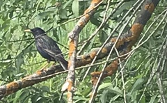 Sturnus vulgaris