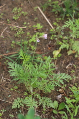 Erodium stephanianum