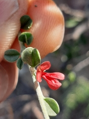 Indigofera obcordata