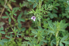 Erodium stephanianum