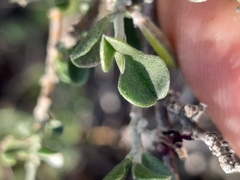 Indigofera obcordata