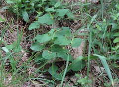 Aristolochia lutea