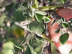 Indigofera obcordata