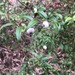 Austromyrtus dulcis - Photo (c) Martin Bennett, algunos derechos reservados (CC BY-NC), uploaded by Martin Bennett