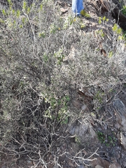 Indigofera obcordata