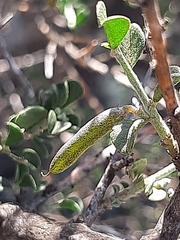 Indigofera obcordata